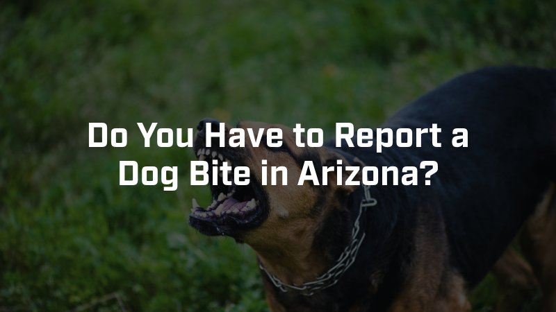 Do You Have to Report a Dog Bite in Arizona? 